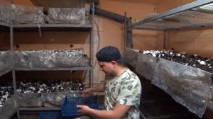 СКОЛЬКО МОЖНО ЗАРАБОТАТЬ НА ГРИБАХ БИЗНЕС В ГАРАЖЕ - ШАМПИНЬОНЫ