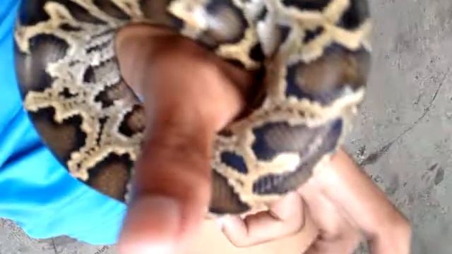 molurus java python смотреть онлайн