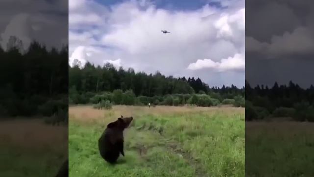 Странные пчелы смотреть онлайн
