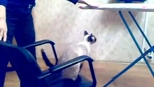 Кошка мечтает стать ковбоем смотреть онлайн