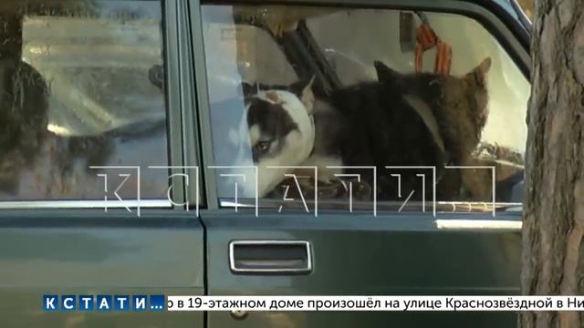 Гостиничный аферист, используя маленьких детей - обманывает рестораны и отели