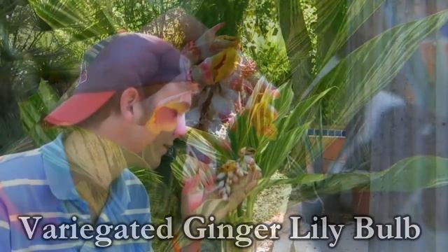 *Variegated Ginger Lily Bulb* +Alpinia zerumbet, 'Variegata'+Striped+ смотреть онлайн