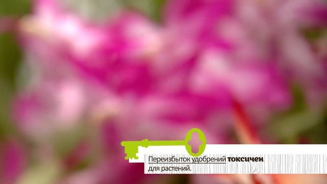 Ошибки цветоводов при зимнем уходе за комнатными растениями. От таких действий цветы погибают! смотреть онлайн