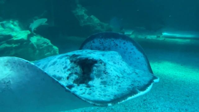 КОРЕЯ ВЛОГ: Город Йосу! Впервые с Викулей в океанариуме! 17.04.21 смотреть онлайн