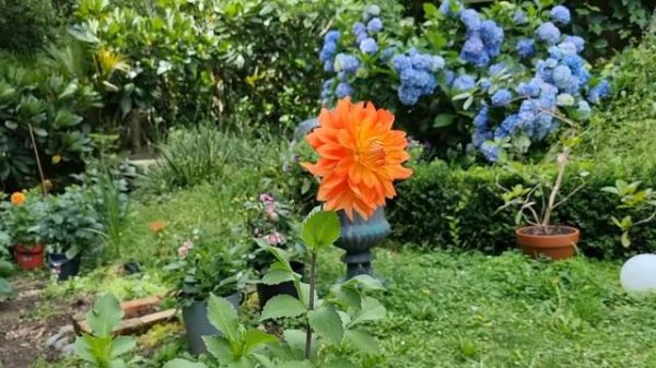 Neon Splendor Dahlia