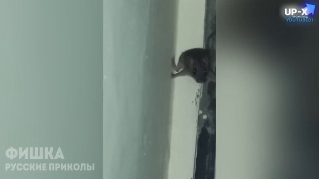 Я РЖАЛ ДО СЛЕЗ ? 20 МИНУТ ЛУЧШИХ ПРИКОЛОВ 2022 Смешные видео - Лучшие Лютые Приколы смотреть онлайн