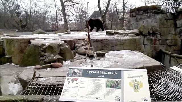 Бурый медведь Запасливый рыбак на ilikepet смотреть онлайн