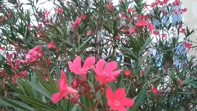 Цветы - стихи о природе.. смотреть онлайн