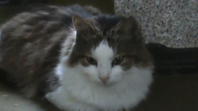 Перовские кошечки - 5 / Perovo Cats 5 смотреть онлайн