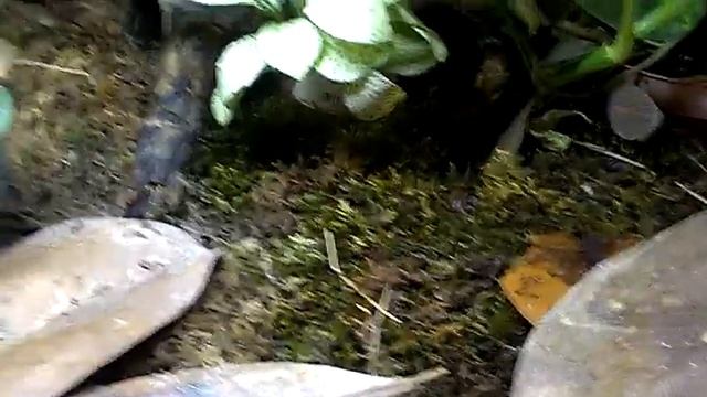 Экзотические лягушки у вас дома