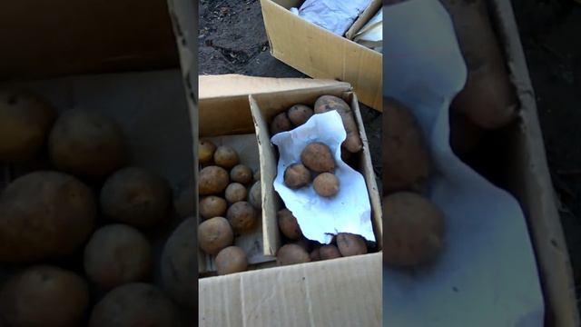 Весь урожай картофеля с Садов России.Жесть. смотреть онлайн