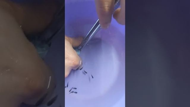 КАК РОЖАЮТ РЫБЫ ?? смотреть онлайн