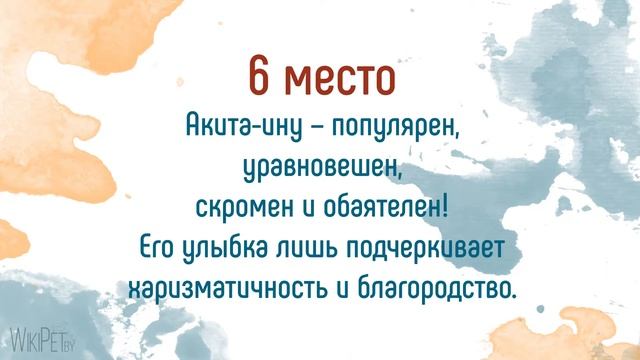 Топ-10 собак-улыбак! смотреть онлайн