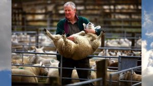 Баран породы Тексель стоимостью 480.000 долларов