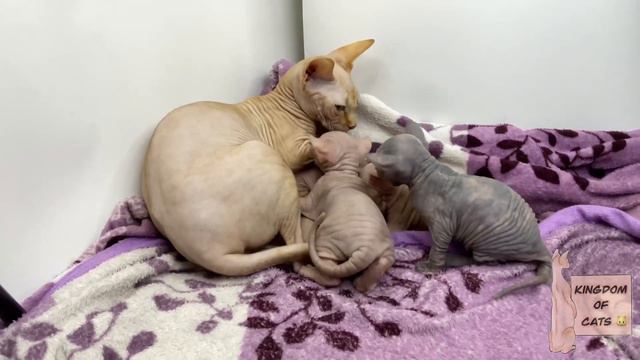 Cute sphinx kittens. Enjoy new video#cats#kitten#sleepycat#sphinx#кот#котикииграют#котята#сфинксы смотреть онлайн