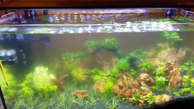 Вода зацвела! 23 день. Запускаем аквариум по схеме Tropica 1.2.3 смотреть онлайн