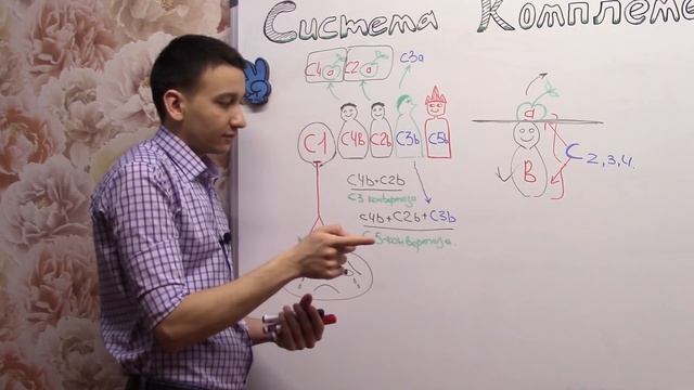 Система комплемента -Часть 1