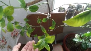 Помело из косточки. Пересадка прошла удачно.