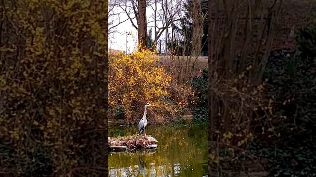 Фонтене-су-Буа, парк, 10 03 2021 / Fontenay sous Bois, Parc de la Mairie, le 10 mars 2021 смотреть онлайн