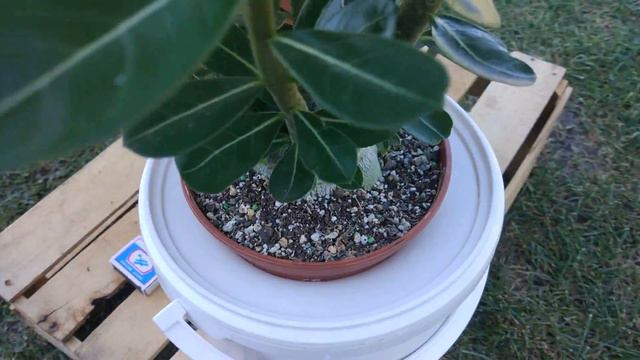 Адениумы на гидропонике . смотреть онлайн