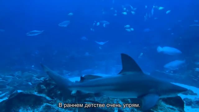 Значение имени Юхим. Толкование, судьба, характер смотреть онлайн