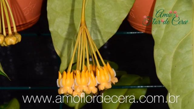 ?Hoya lasiantha? смотреть онлайн