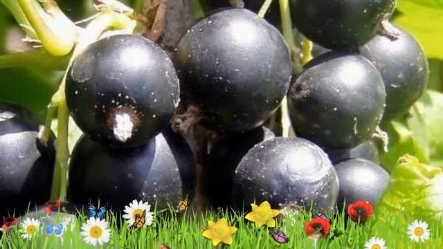 Смородина черная Нестер Козин ? Обзор: посадка и уход. крупномеры смородины: описание и особенности смотреть онлайн