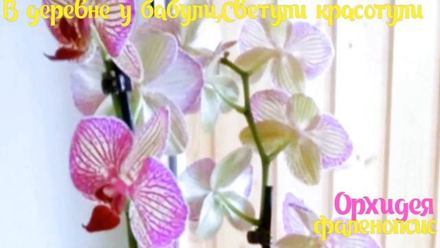 Секрет постоянного цветения орхидеи.Мои комнатные цветы. смотреть онлайн