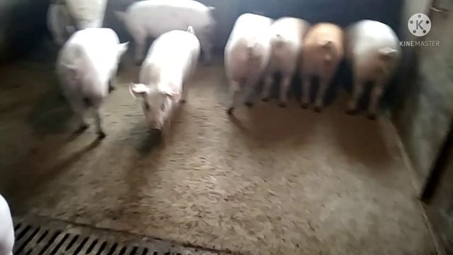 Вес поросят в 5 месяцев по промерам по таблице. смотреть онлайн