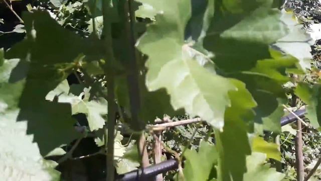 2 года не могли разобраться в винограде было так всё запущено! Показываю, что м смотреть онлайн