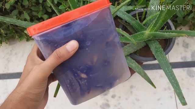 एलोवेरा की होगी जबरदस्त ग्रोथ इस फ्री की खाद से। Aloe Vera Organic Fertilizer Homemade. смотреть онлайн