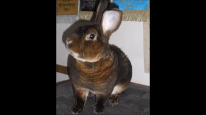 Королевский кролик. Рекс. Редкие породы кроликов.