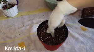 Пересадка Адениума