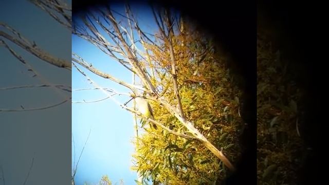 Kingbird eats monarch смотреть онлайн