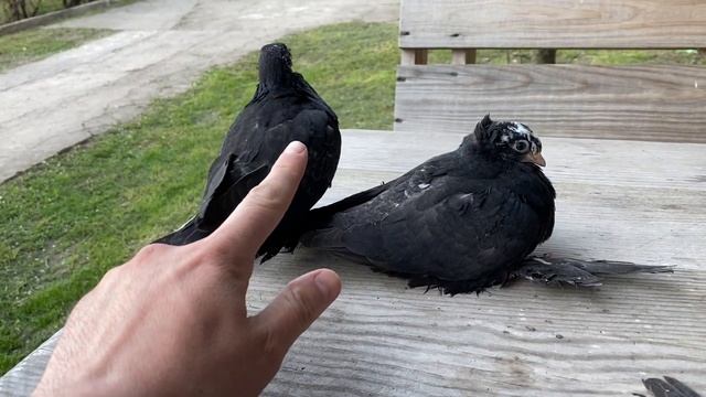 Лучшие в МИРЕ УЗБЕКСКИЕ ЛЕТНО - ИГРОВЫЕ ГОЛУБИ 2023 пока только подрастают))?? смотреть онлайн