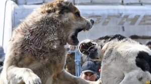 КАНЕ КОРСО ПРОТИВ АЛАБАЯ КТО СИЛЬНЕЕ?