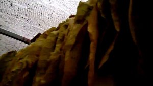 Спасай лист! Выжелчивание табака в холод.