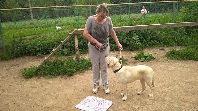 Дрессировка собак -лабрадор Тимоша 5 мес.Дрессировщик Анна