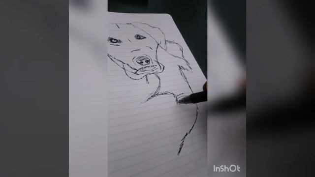 doodle dog sketch, quick sketch drawing смотреть онлайн