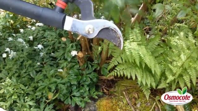 How to Prune Nandina смотреть онлайн