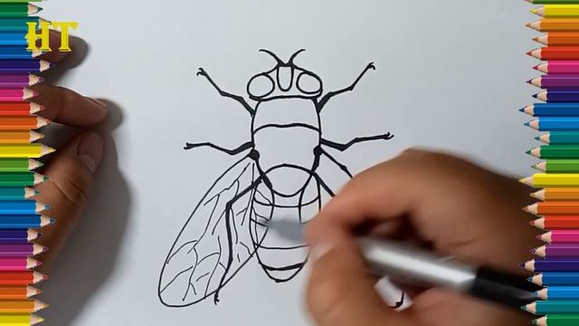 How to draw a fly step by step - Insect drawing easy for beginners смотреть онлайн