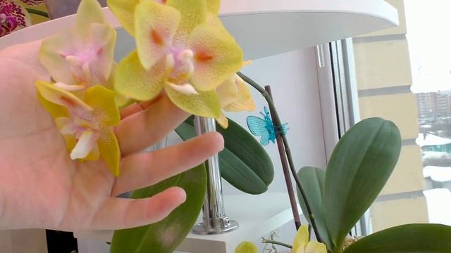 Расцвела Анаконда, но и другие тоже не перестают радовать смотреть онлайн