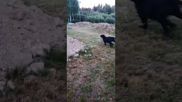 Кане-корсо Ен-Дэйк вечерняя пробежка.#canecorso #собака #игры #dog #рекомендации #канекорсо #пёсик смотреть онлайн