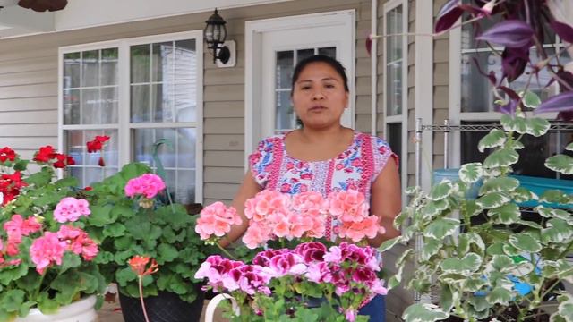 Como Cuidar Geranios y tener muchas flores смотреть онлайн