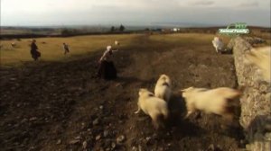 Вперед в прошлое!». Смотрите на Animal Family HD!