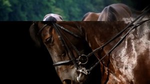 песня "Калина красная"