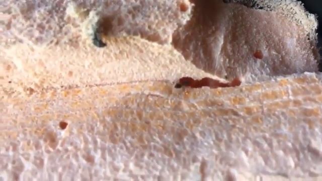 антиреклама Пеноплекс или муравьи атакуют смотреть онлайн