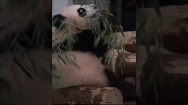 •🐼❤️Катюша взрослеет/Московский зоопарк смотреть онлайн