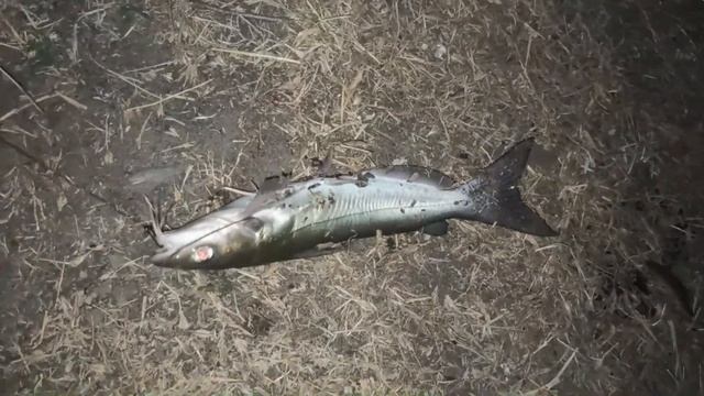 ЛОВЛЯ КАНАЛЬНОГО СОМА НА ПЕЧЕНЬ / ТЁПЛЫЙ КАНАЛ ГРЭС . смотреть онлайн