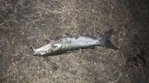 ЛОВЛЯ КАНАЛЬНОГО СОМА НА ПЕЧЕНЬ / ТЁПЛЫЙ КАНАЛ ГРЭС .